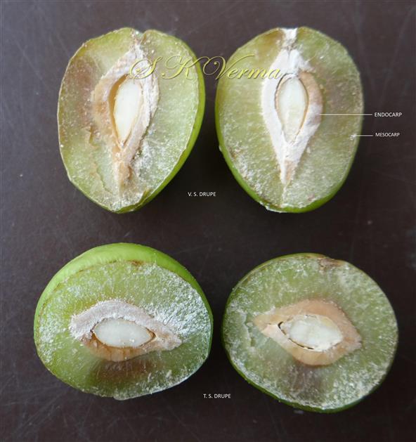  Sections of fruit